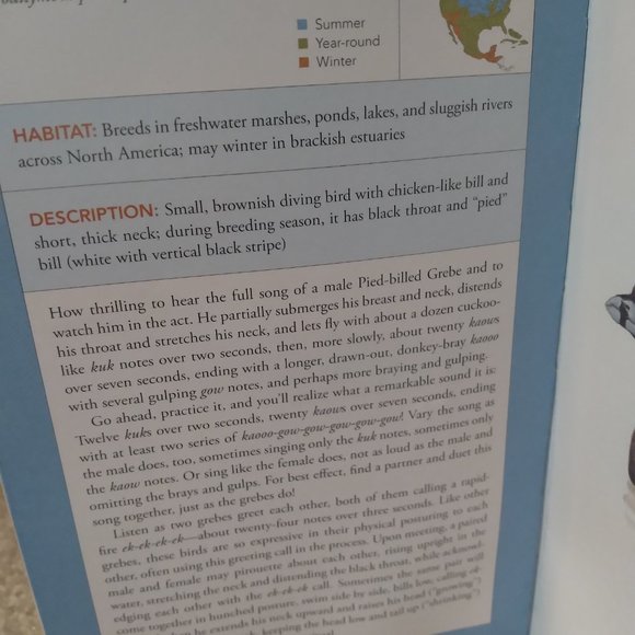 Backyard Birdsong Guide - Picture 7 of 8